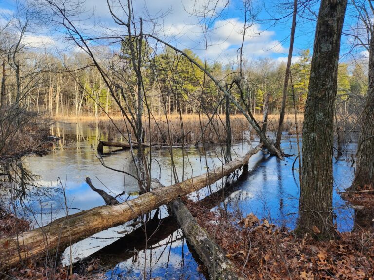 hammond reservation andover