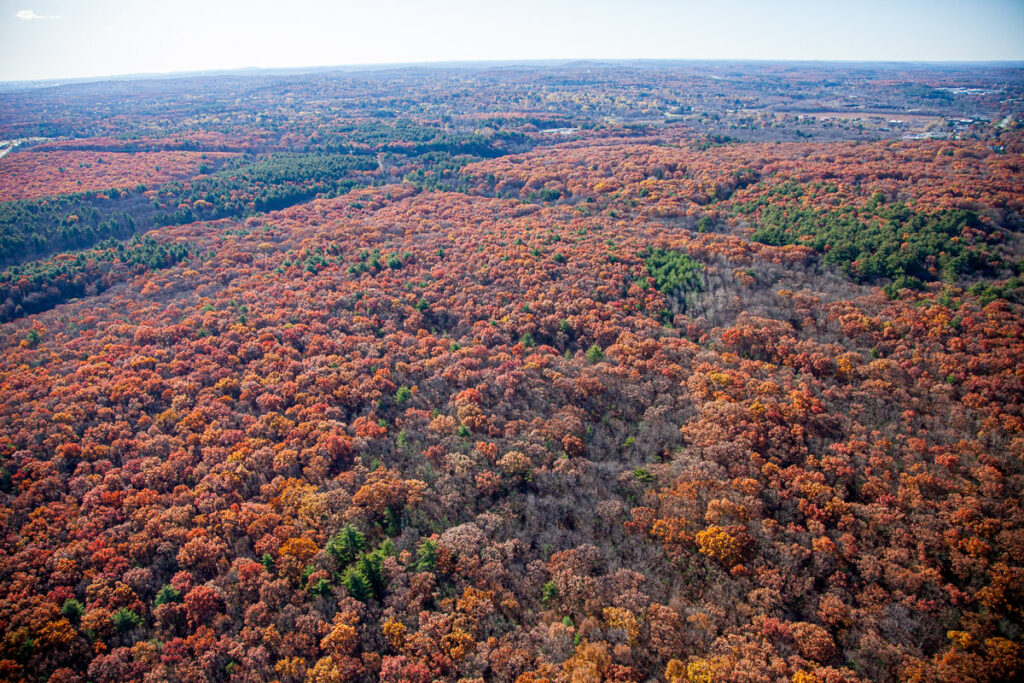 landlocked forest