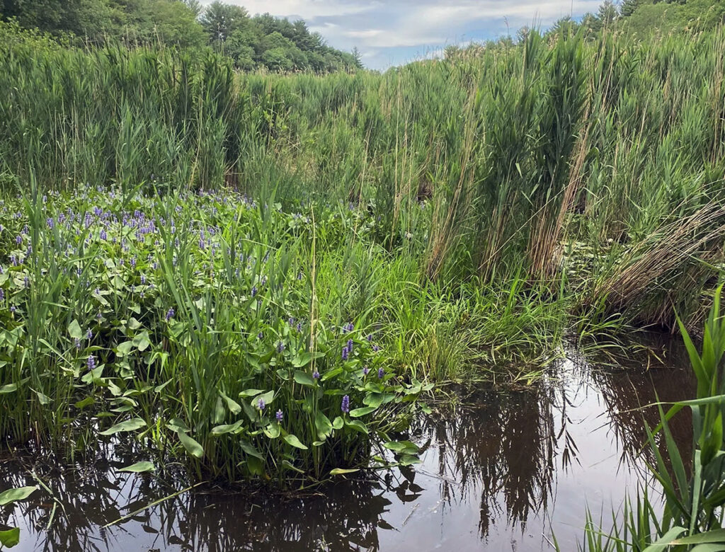 lubbers brook