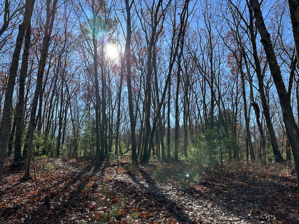 reading-town-forest