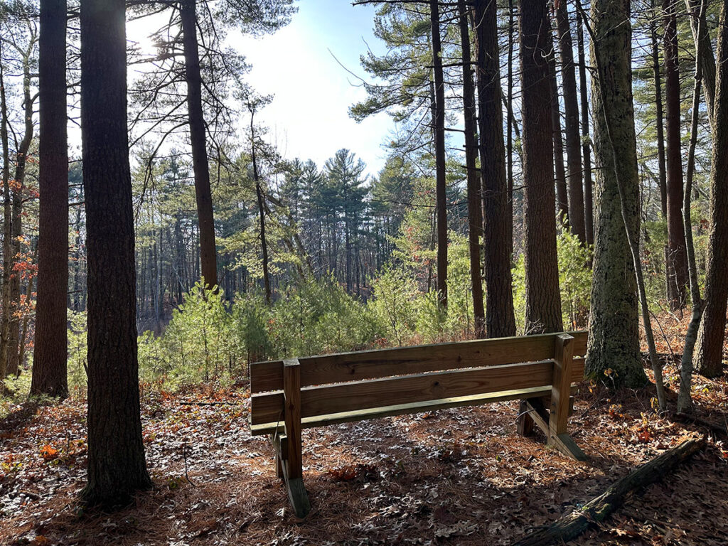 Bench in Tewksbury Woods